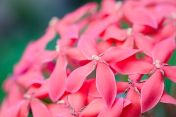 Ixora flowers ,West Indian Jasmine