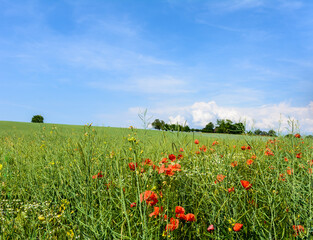 Mohnfeld mit schönem grünem Hintergrund und blauem Himmel im sommer