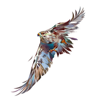 painted bright attacking bird hawk