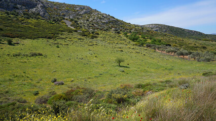 Fototapeta na wymiar Spring photo of Hamolia area in Porto Rafti, Mesogeia, Attica, Greece