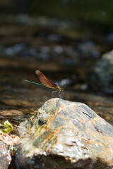 Calopteryx atrata カミサマトンボ