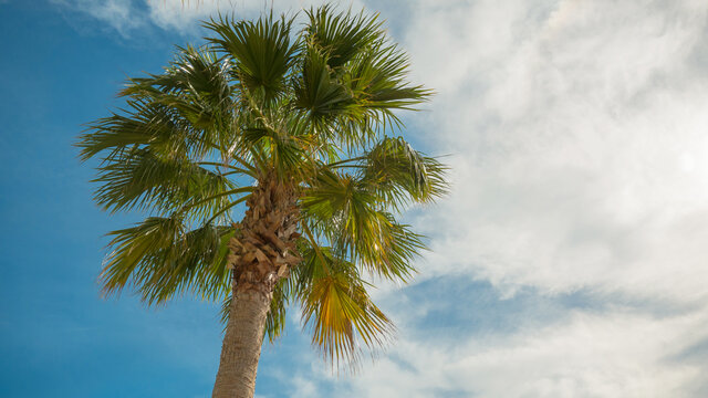 Palm tree on vacation