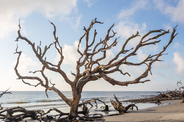 Driftwood Beach Jekyll Island