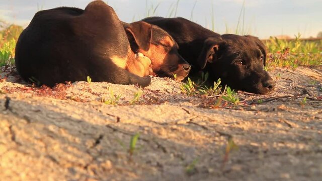 cute puppies sleep among wild pitch