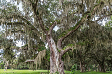 Spanish Moss on Live Oak