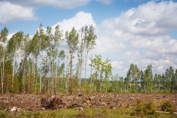 .View of the felled forest