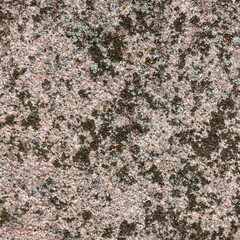 Macro of a granite structure with lichen