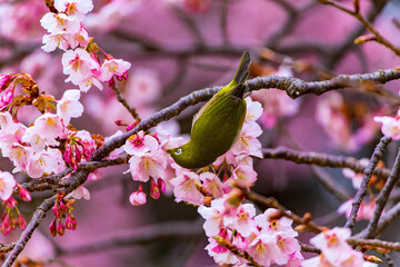 The Japanese White-eye and cherry blossoms. Located in Tokyo Prefecture Japan.