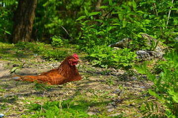 Biological breeding of hens in the wild