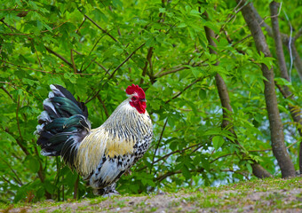 Biological breeding of hens in the wild