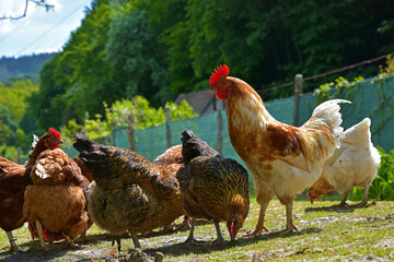 Biological breeding of hens in the wild