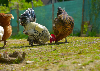 Biological breeding of hens in the wild