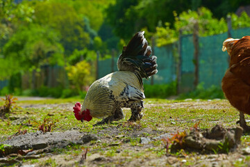 Biological breeding of hens in the wild