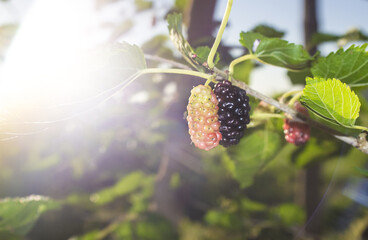 Ripe fruit and foliage of Black Mulberry or Morus nigra