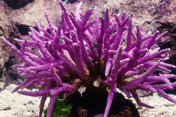 purple staghorn coral or acropora