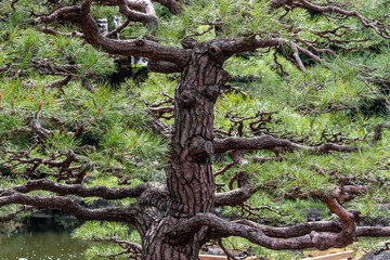 Tree in Japanese Garden