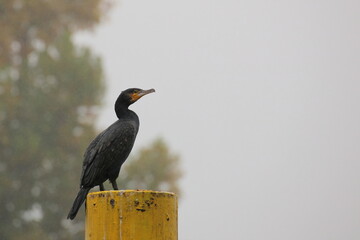 Great cormorant (Phalacrocorax carbo) sitting on a metal pillar