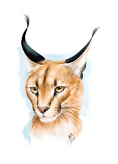 Caracal lynx over bright blue background