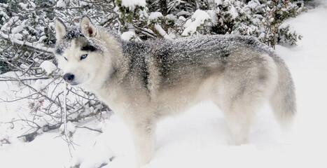 Obraz premium Siberian husky