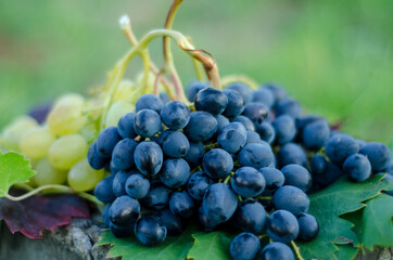 White and red grapes on table in vineyard
