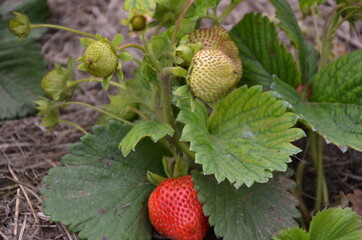 strawberry