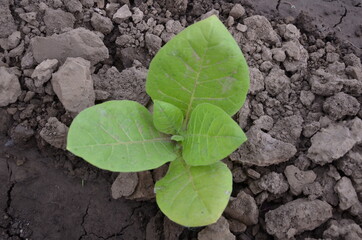 tobacco