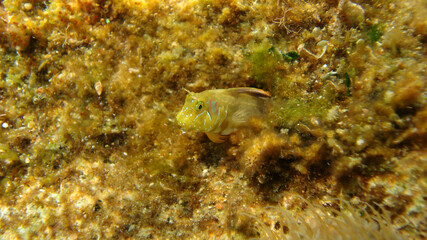 Photo of underwater sea life in Porto Rafti, Mesogeia, Attica, Greece
