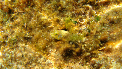 Photo of underwater sea life in Porto Rafti, Mesogeia, Attica, Greece