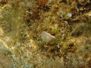 Photo of underwater sea life in Porto Rafti, Mesogeia, Attica, Greece