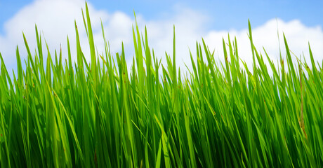 Green grass with blue sky background.
