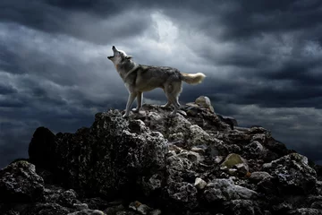 Foto op Plexiglas Wolf Een eenzame wolf zingt zijn lied & 39 s nachts op de top