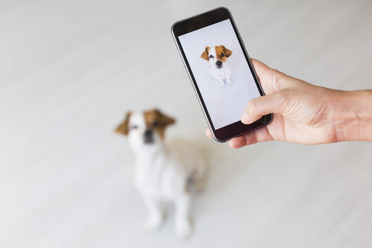 Woman hand with mobile smart phone taking a photo of a cute small dog over white background. Indoors portrait. Happy dog looking at the camera.