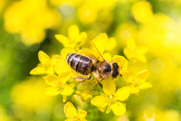 Bee on flower.