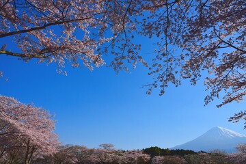 Naklejka premium 富士山と桜