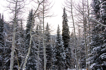 Utah Winter Mountains 19