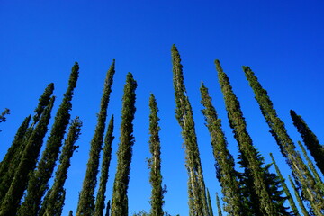 Tall tree with blue sky backgroud.