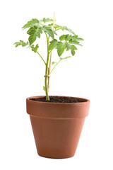 Tomatenpflanze im Topf freigestellt