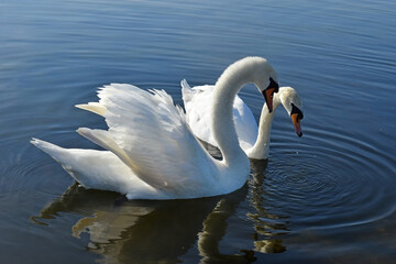 two swans in the Round pond, Hyde Park, London