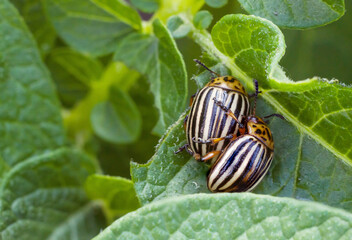 Colorado potato beetle on potato leaf