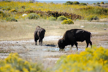 Utah Buffalos 5