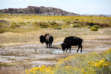 Utah Buffalos 6