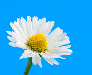Macro of a daisy flower blossom