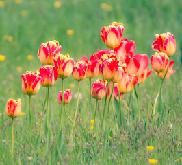 Tulips in a flower meadow