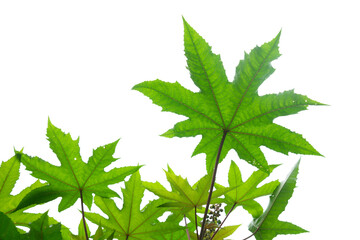 Beautifully shaped green leaves appear on a white background.