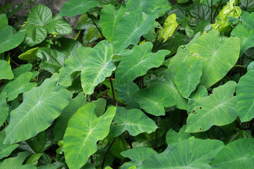 Many green leaves make a beautiful pattern.
