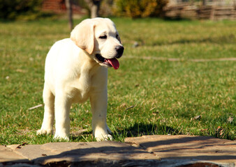 a yellow happy labrador puppy in garden