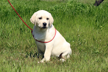 yellow cute happy labrador puppy in garden