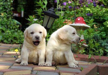 two yellow happy labrador puppies in garden