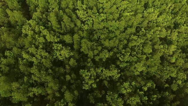 Aerial View: Flight over river mangrove forest, 