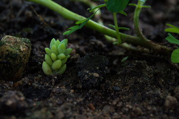 small plant in small garden with green leaves and diameter thick